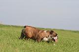 BULLDOG ANGLAIS 189